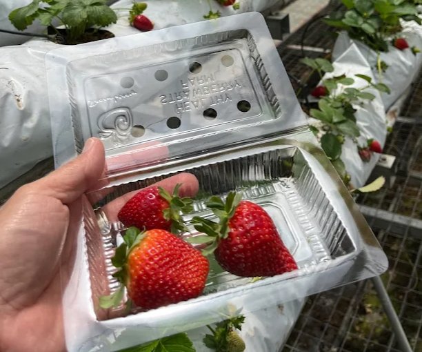 Strawberry Farm